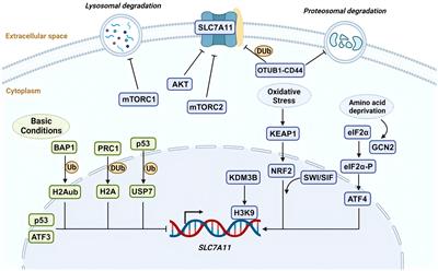 The role of SLC7A11 in diabetic wound healing: novel insights and new therapeutic strategies